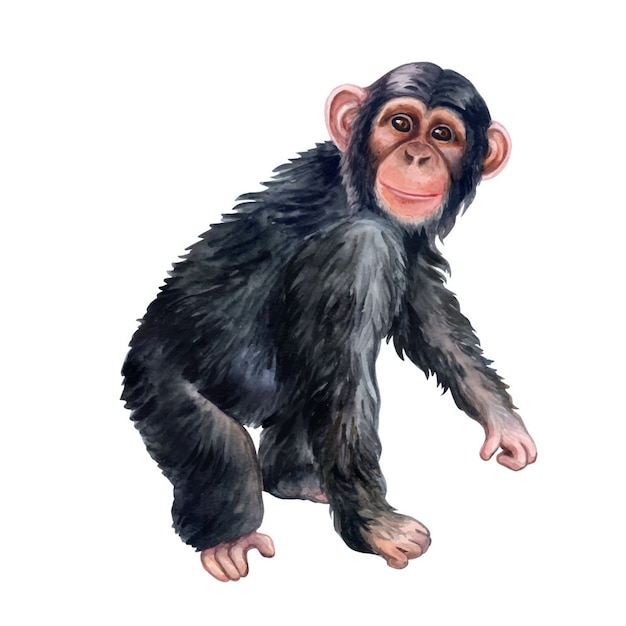 Diferentes Pães Macaco Personagem Animal Selvagem Zoológico Macaco Chimpanzé  Ilustração Vetorial. Royalty Free SVG, Cliparts, Vetores, e Ilustrações  Stock. Image 76710182