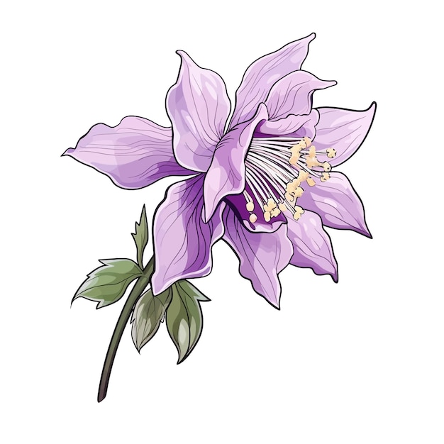 Vetor columbine flor vetor clipart fundo branco