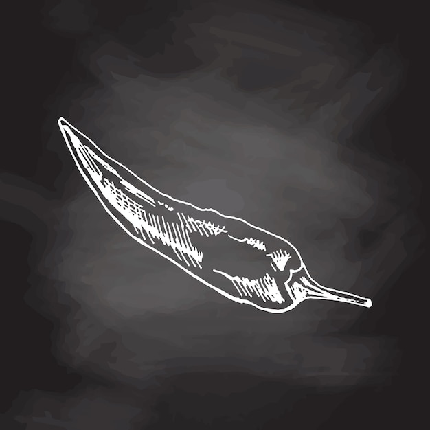 Comida orgânica Esboço vetorial desenhado à mão de pimenta malagueta Doodle ilustração vintage em backgrounds de quadro-negro Decorações para o menu de cafés e rótulos Imagem gravada