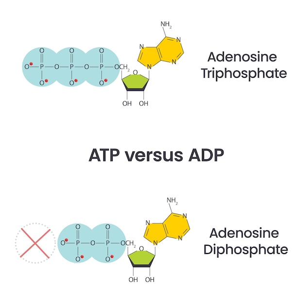 Vetor comparação de trifosfato de adenosina e difosfato de adenosina e informações sobre educação de vetores de ciência do ciclo