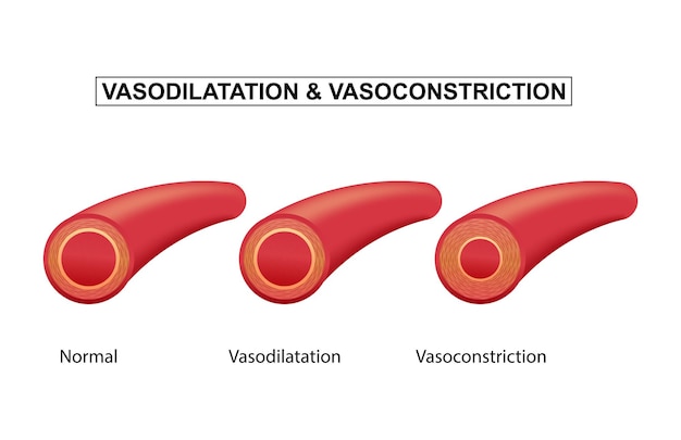 Vetor comparação de vasodilatação e vasoconstrição de vasos sanguíneos