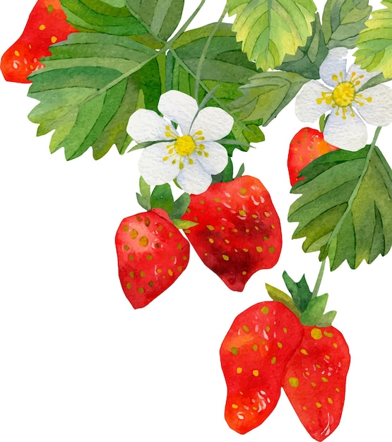 Composição aquarela de morango vermelho com morangos e flores brancas