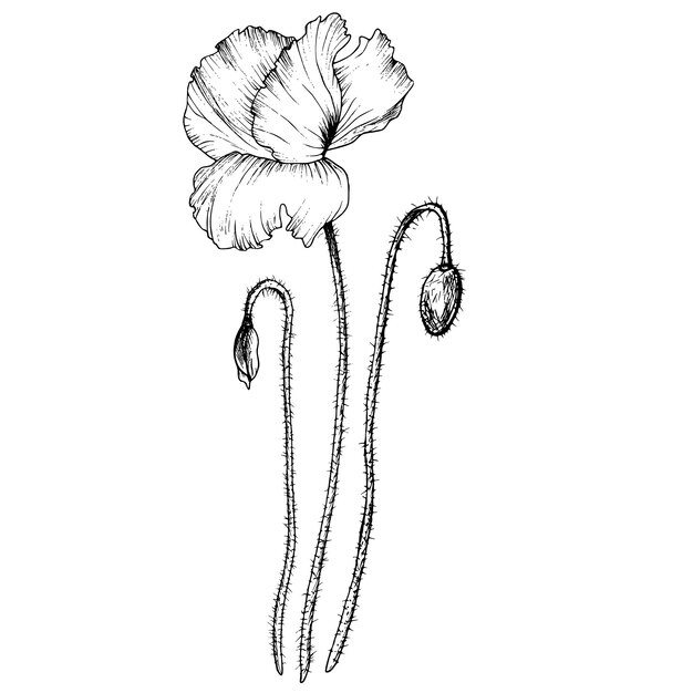 Vetor composição de flores de papoula desenhada à mão com ilustração vetorial de tinta preta em esboço monocromático de contorno