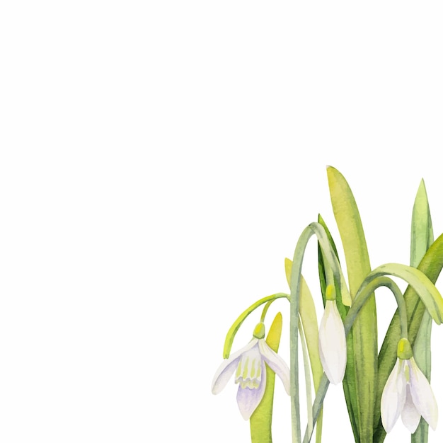 Vetor composição desenhada à mão em aquarela com flores da primavera, gotas de neve, folhas e caules, etiqueta de presente de arco isolada no fundo branco para convites, cartões de saudação, papel de parede, impressão têxtil