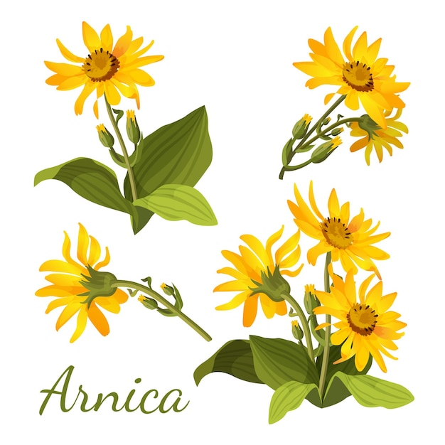 Composição floral arnica. Conjunto de flores com folhas, brotos e galhos.