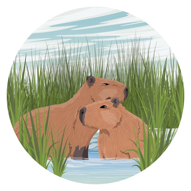 capivara animal colori desenho animado ilustração 20088315 Vetor