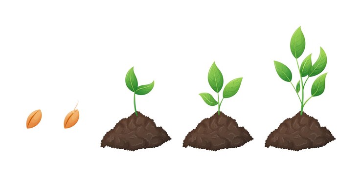 Vetor conceito de estágios do processo de crescimento de mudas um conjunto de elementos vetoriais isolados de desenhos animados montes de solo com brotos de plantas verdes jovens com folhas cultivadas a partir de um grão