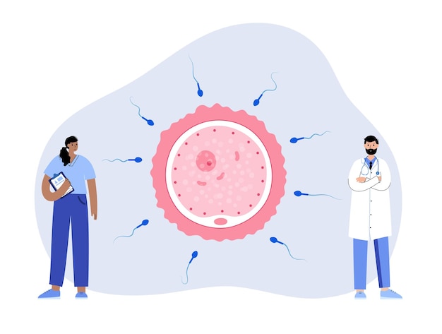 Conceito de fertilização humana