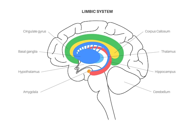 Conceito de sistema límbico e anatomia do cérebro humano. ilustração vetorial de córtex cerebral e cerebelo