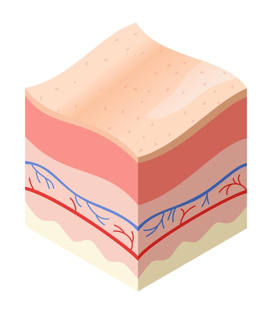 Conceito médico para a pele problemas na seção transversal da estrutura de camadas horizontais da pele humana anatomia modelo ilustrativo camadas saudáveis da pele