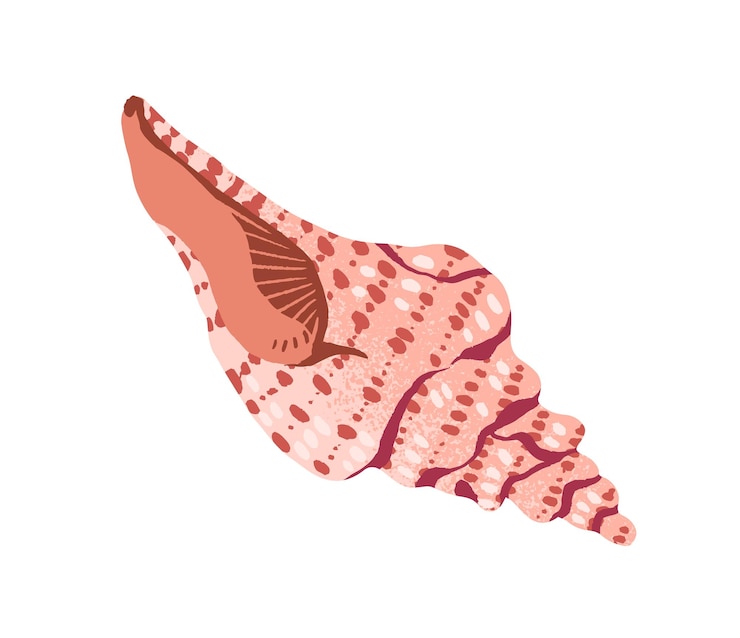 Vetor concha de mar bonita com forma espiral concha de mar exótica ornamentada molusco concha de oceano com forma enrolada desenho grande whelks decoração de praia ilustração vetorial isolada plana em fundo branco