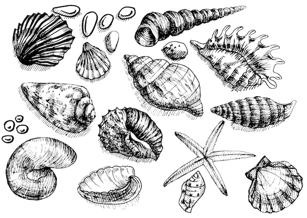 Conchas do mar praia verão ilustração gráfica mão desenhada grande conjunto de elementos isolados em branco