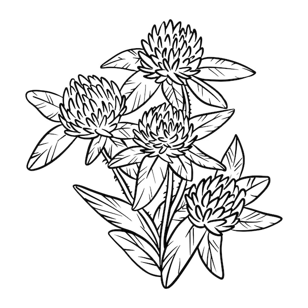 Ícone de vetor de lineart botânico de trevo vermelho Imagem de estilo cômico de flor Ilustração lineart isolada desenhada à mão para cartões de desenhos de impressões Para design de cartazes de adesivos de livros