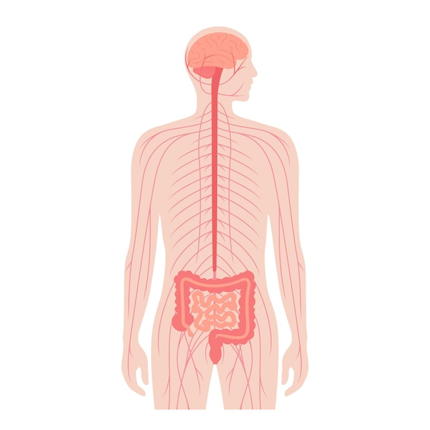 Conexão intestinal do cérebro