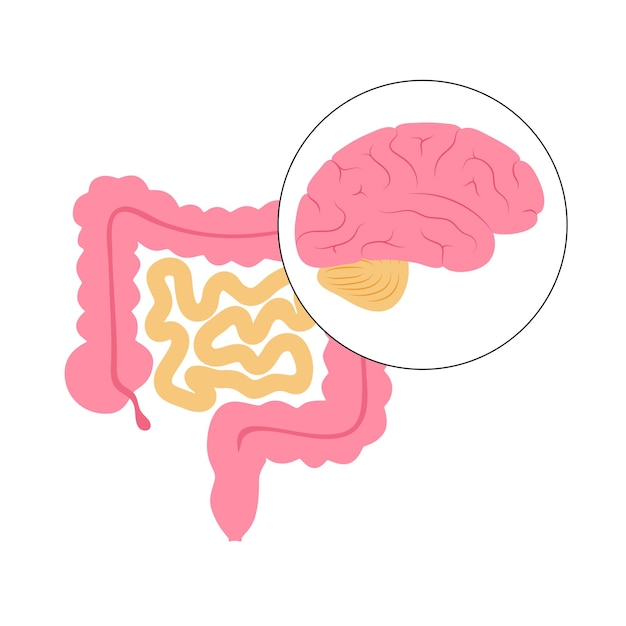 Vetor conexão intestinal do cérebro