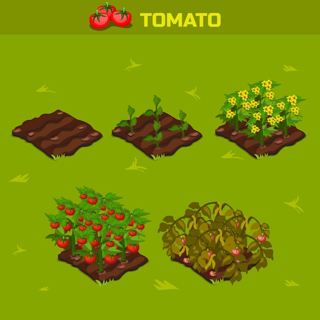Conjunto 1. fase isométrica de crescimento tomate
