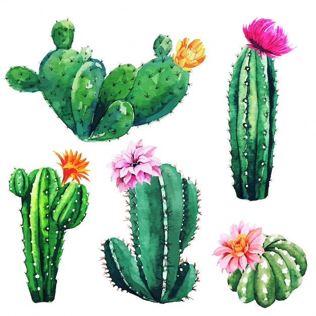 Vetor conjunto aquarela de cactos e suculentas