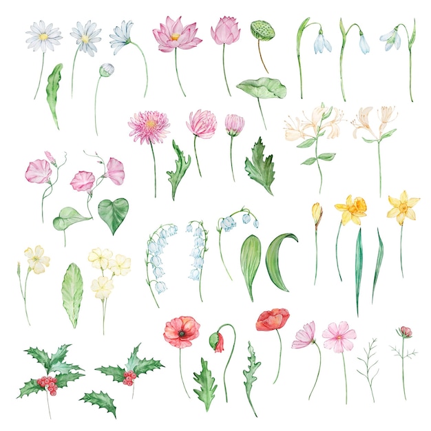Conjunto aquarela mês design de flores de nascimento para estampas e cartões postais