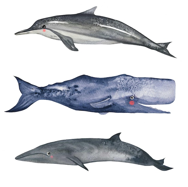 Conjunto bonito de baleia e golfinho em aquarela Arte vetorial em aquarela