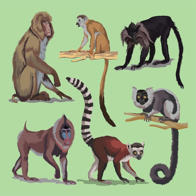 Conjunto com diferentes primatas, coleta de animais de macacos. macaque lemur macaco-de-cauda-longa-japonês maned mangabey ou macaco-preto, mandrill. ilustração vetorial isolado