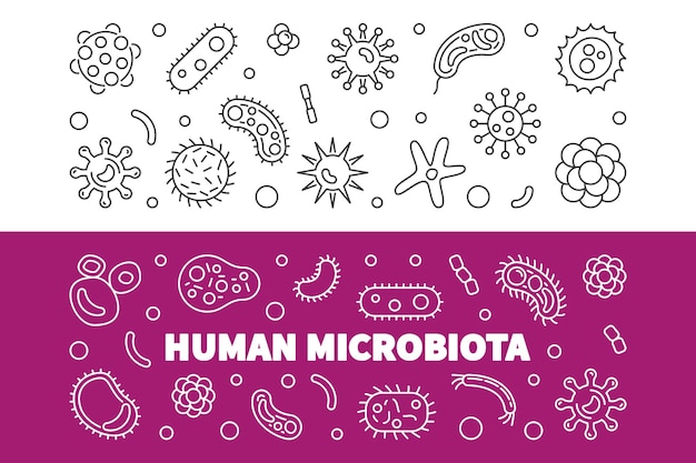 Conjunto de 2 banners de linha de microbiota humana ilustração em vetor