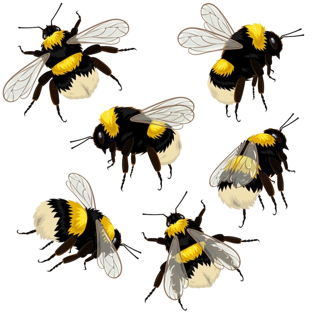Conjunto de abelhas isoladas