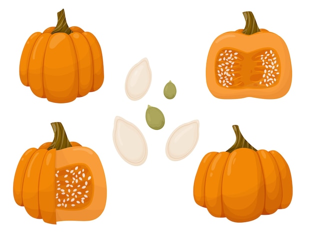Conjunto de abóbora cortada e sementes ilustração vegetal de outono isolada no fundo branco