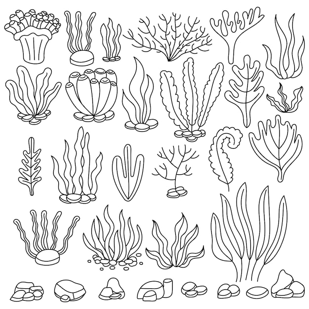 Conjunto de algas. grama de água. livro de colorir à mão livre. ilustração vetorial isolada no fundo branco