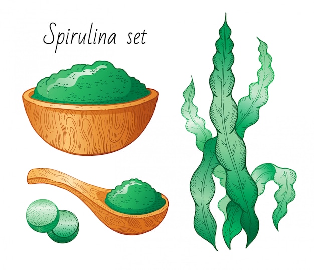 Conjunto de algas spirulina. mão desenhada mar planta, super alimento verde desenho. coleção de desintoxicação de superalimentos spirulina. desenho ilustração.