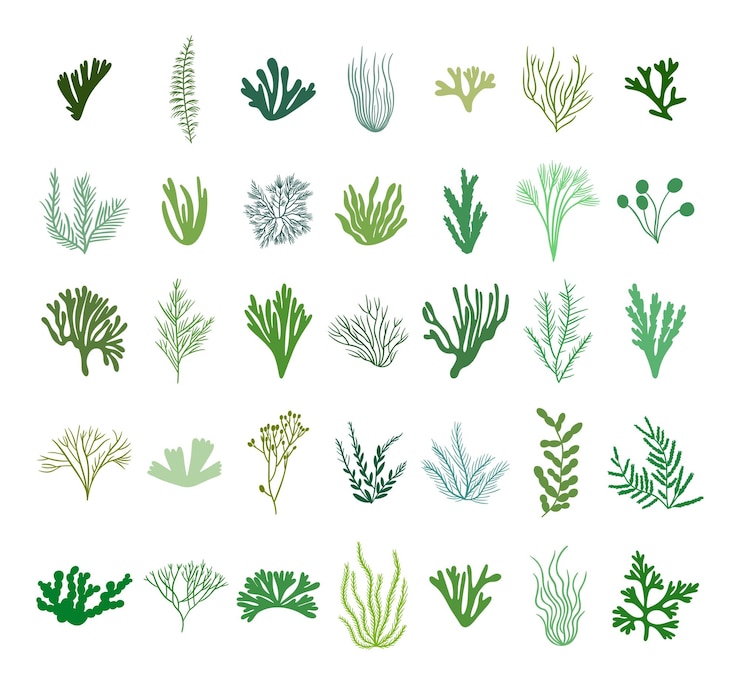 Vetor conjunto de algas verdes elementos de plantas marinhas ilustração vetorial isolada em fundo branco