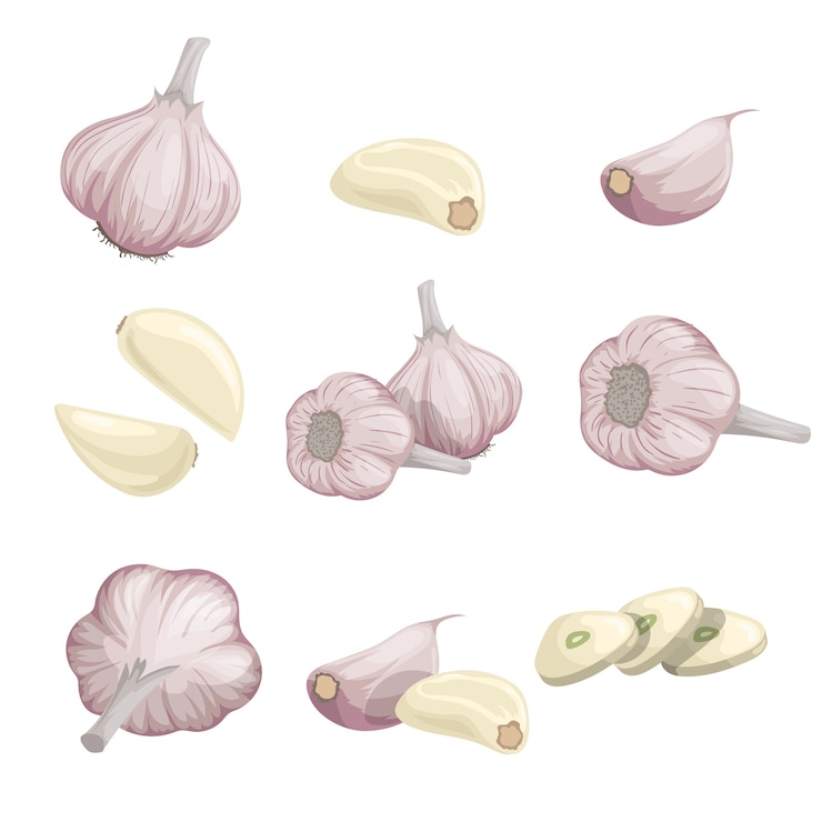 Conjunto de alhos de desenhos animados. Alho inteiro, descascado, cravo e grupos de alho. simples. coleção de ilustrações em fundo branco.