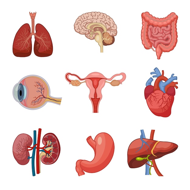 Vetor conjunto de anatomia de órgãos humanos