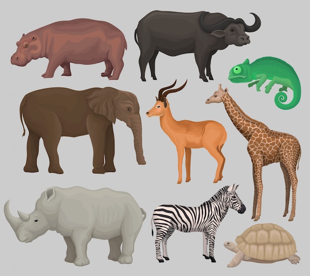 Vetor conjunto de animais africanos selvagens, hipopótamo, hipopótamo, camaleão, elefante, antílope, girafa, rinoceronte, tartaruga, búfalo, zebra ilustrações