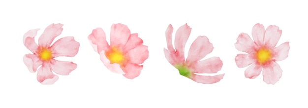 Conjunto de aquarela cosmos flowers coleção de lindas flores rosa em estilo aquarela ilustração vetorial de design floral de primavera