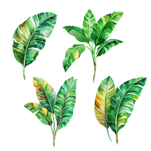 Vetor conjunto de aquarela de folha de palmeira de banana verde tropical em fundo branco