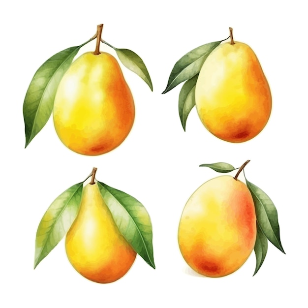 Conjunto de aquarela mango clipart fundo branco