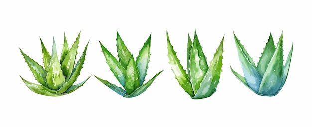 Vetor conjunto de aquarela verde de aloe vera isolada na ilustração vetorial de fundo branco