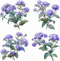 Vetor conjunto de aquarelas de flores de ageratum isoladas em fundo branco