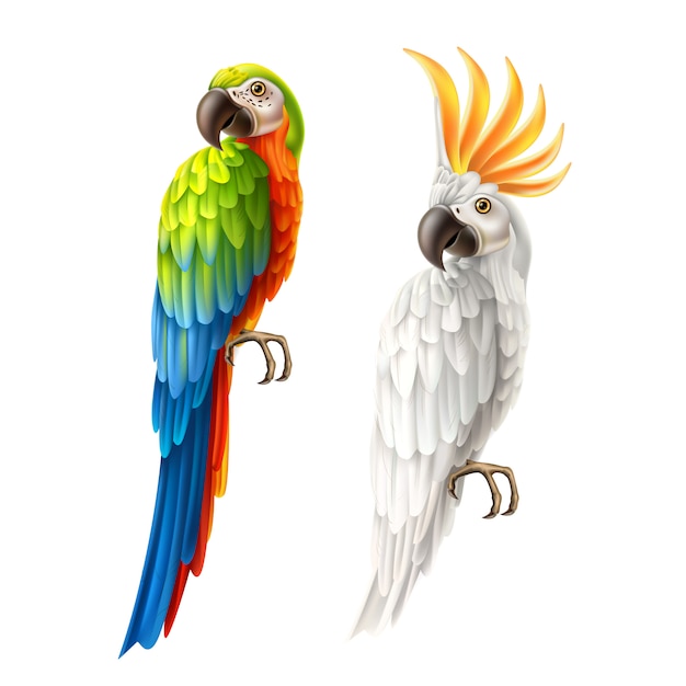 Conjunto de arara e cacatua realista papagaios de vetor
