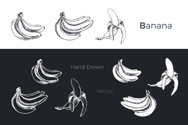 Vetor conjunto de bananas mão desenhada