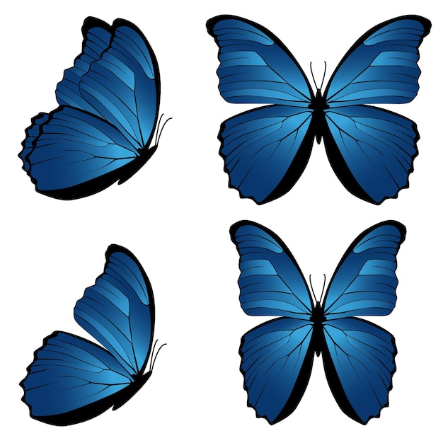 Vetor conjunto de borboleta azul (morpho didius)