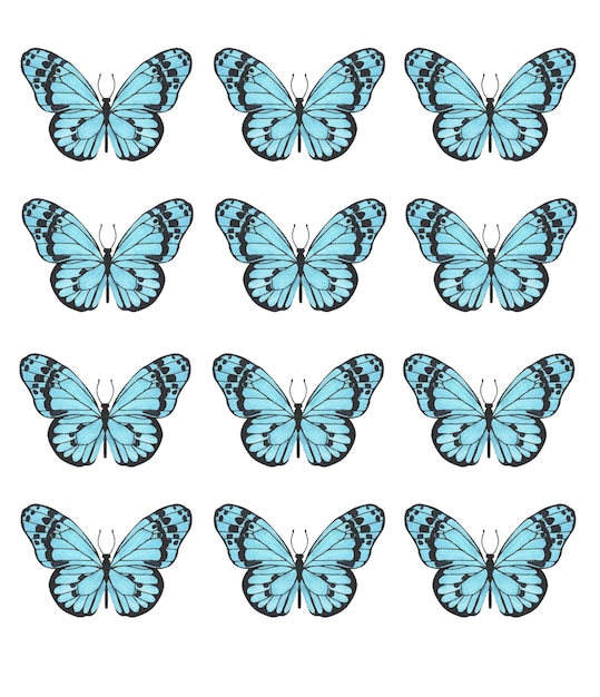 Conjunto de borboletas azuis suaves tropicais com veias pretas para impressão