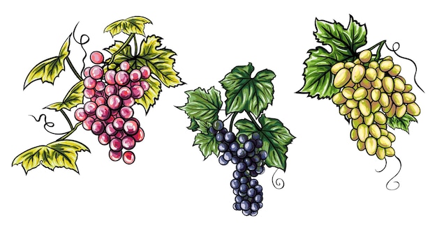 Conjunto de cachos realistas de uvas de diferentes cores e variedades ilustração vetorial