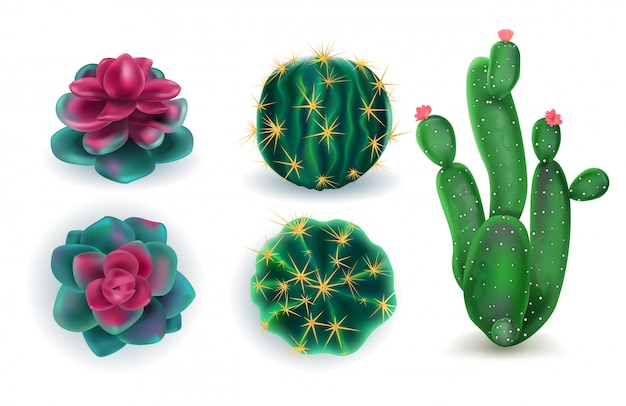 Vetor conjunto de cactos de plantas de interior