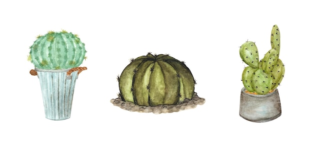 Conjunto de cactos. ilustração em aquarela.