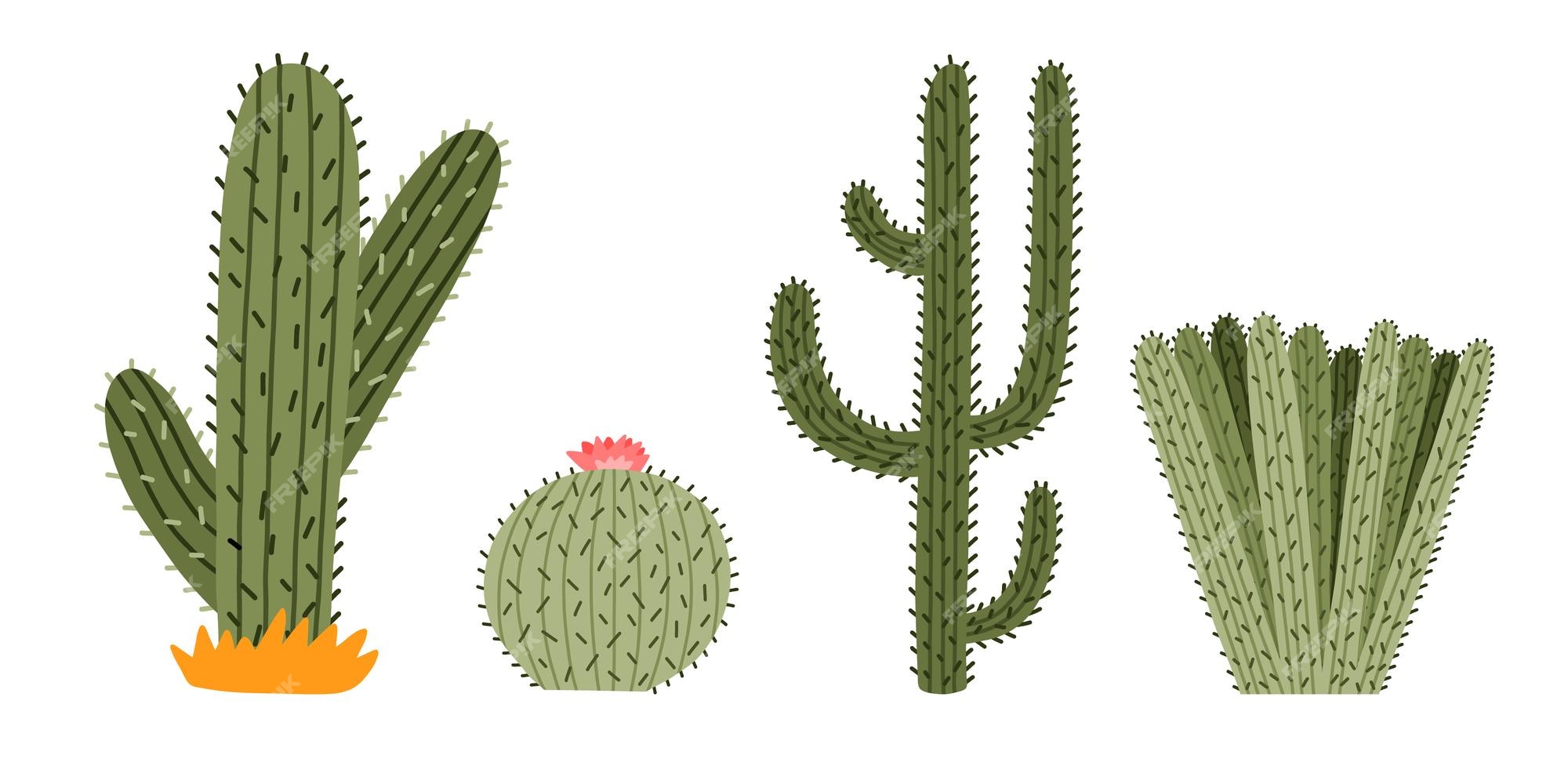 Conjunto de várias plantas espinhosas do deserto ou cactos com espinhos  isolados no fundo branco ilustração de desenho vetorial