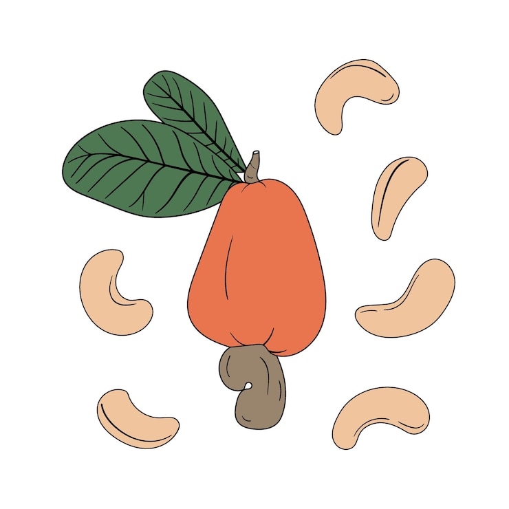 Vetor conjunto de castanhas de caju desenhadas à mão em diferentes formas com folhas e frutas