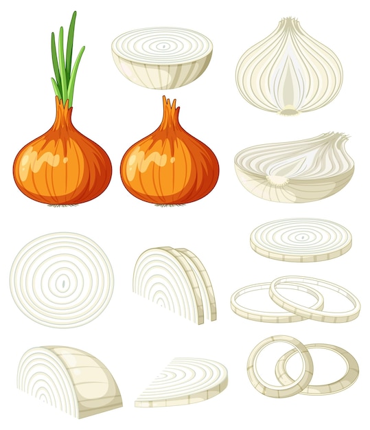 Vetor conjunto de cebolas em diferentes formas