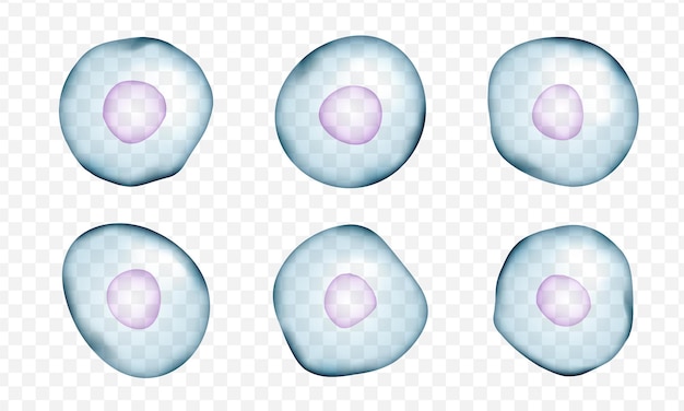 Vetor conjunto de células humanas realistas