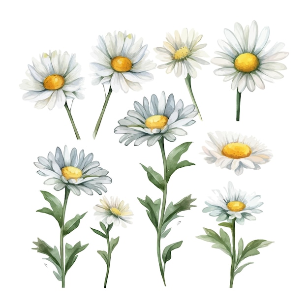 Vetor conjunto de clipart de flores margaridas em aquarela